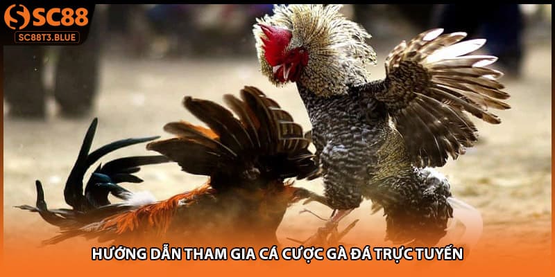 Hướng dẫn tham gia cá cược gà đá trực tuyến