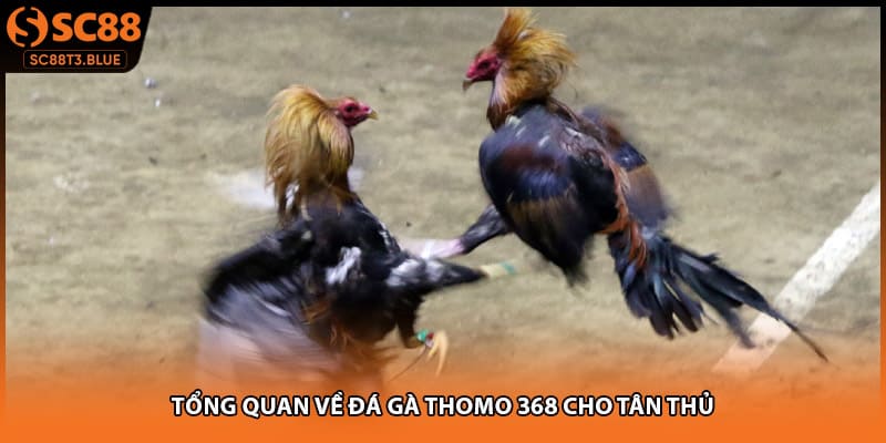 Tổng quan về đá gà thomo 368 cho tân thủ